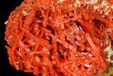 Bright Orange Crocoite Crystal Cluster - Tasmania #129102-1